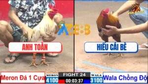 Trận 24 CPC2 6/12/2024 - Gà Anh Toàn Đá Gà Anh Hiếu Nằm Bại Liệt