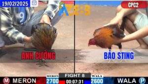 Trận 12 CPC2 19/2/2025 - Máy Chà Hiệu Gà Bướm Của Bảo Sting Đá Quá Đâm