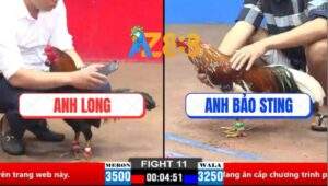 Trận 11 CPC2 30/3/2025 - Điều Bông Anh Bảo Sting Bị Đá Lật Xe