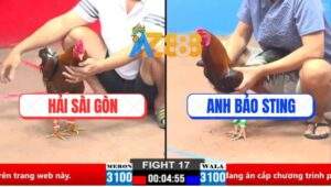 Trận 17 CPC1 21/3/2025 - Gà Anh Hải Đá Gà Anh Bảo Sting Sụm Tỳ Bung Bồ