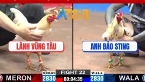 Trận 22 CPC2 2/3/2025 - Anh Lành Vũng Tàu Tiếp Tụ Hạ Anh Bảo Sting