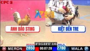 Trận 16 CPC2 27/4/2025 - Khét Thái Mỹ Anh Bảo Sting Đâm Cựa Bao Thấm