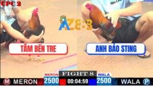 Trận 8 CPC2 4/5/2025 - Gà Điều Bảo Sting Đâm Đối Thủ Tàn Canh Giò Lạnh