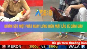 Trận 10 CPC5 26/8/2025 - Điều Mặt Lắc Chưa Kịp Nhấc Chân Đã Nằm Đống