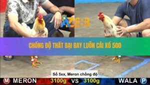 Trận 20 CPC5 22/8/2025 - Bướm Đỏ Chồng Độ Chơi Lớn Bay Luôn Cái Xổ 500