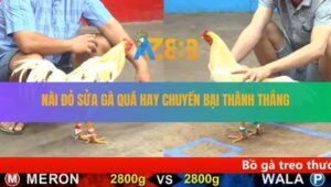 Trận 25 CPC5 25/8/2025 - Gà Bướm Gãy Một Chân Vẫn Phản 5 Lai Đẳng Cấp