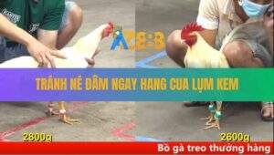 Trận 10 CPC5 12/8/2025 - Úa Mồng Lá Né Hay, Đâm Ngay Hang Cua Mồng Dâu