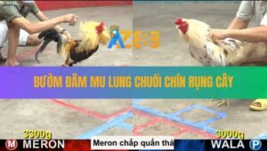 Trận 18 CPC5 12/8/2025 - Gà Bướm Xuyên Thủng Mu Lưng Gà Chuối