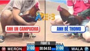 Trận 6 CPC3 5/8/2025 - Gà Anh Un Lụm Xổ 200 Chỉ Một Đòn Duy Nhất