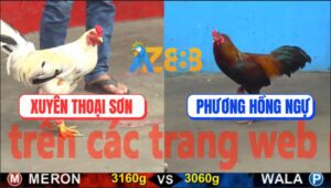 Trận 23 CPC5 22/10/2025 - Bướm Có Chân Xạo Lờ Phản Ăn 1 Đưa Biện Đi Xa